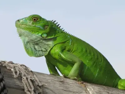 Iguana Xanh - Khám phá thế giới của loài kỳ nhông độc đáo 