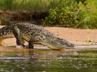 Khám phá cá sấu sông Nin - Loài cá sấu lớn nhất Châu Phi