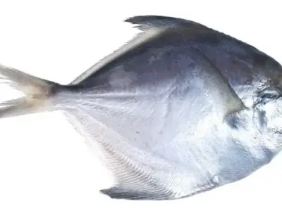 Khám phá về cá chim trắng - Đặc điểm, tập tính và giá trị