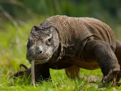 Kỳ Đà Komodo - Bí mật và sự thật thú vị về loài thằn lằn lớn nhất thế giới