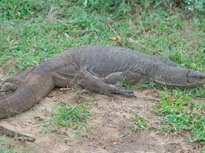 Khám phá thế giới kỳ đà vân - Loài bò sát lớn nhất Đông Nam Á