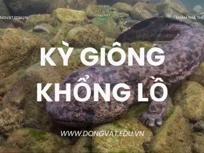 Top 5 sự thật thú vị về kỳ giông khổng lồ có thể bạn chưa biết