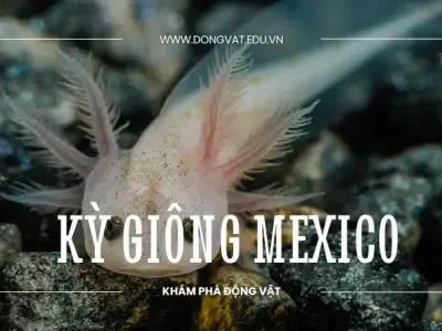 Khám phá ngay thế giới kỳ thú của loài kỳ giông Mexico