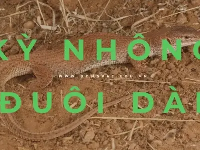 Kỳ nhông đuôi dài - Đặc điểm và vai trò trong hệ sinh thái