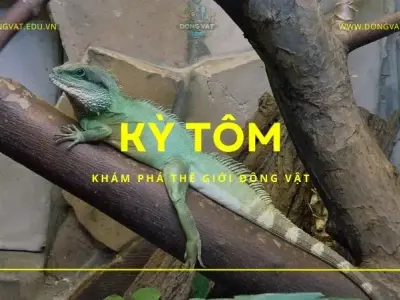 Khám phá thế giới bí ẩn của kỳ tôm - Loài giáp xác độc đáo