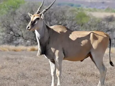 Sự thật thú vị về linh dương Eland mà bạn chưa biết