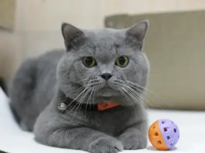 Tại sao mèo Anh lông ngắn là lựa chọn hoàn hảo cho gia đình bạn?