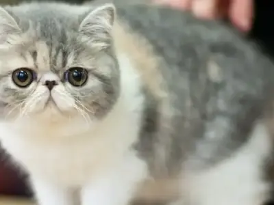 Tại sao nên chọn nuôi mèo Exotic (Exotic Shorthair) trong gia đình?