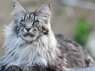 Mèo Maine Coon có nguồn gốc từ đâu? Giải đáp mọi thắc mắc