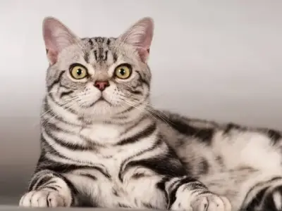 Mèo Mỹ lông ngắn và những điều thú vị bạn chưa biết