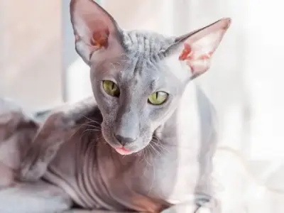 Khám phá vẻ đẹp độc đáo và tính cách đặc biệt của mèo Peterbald