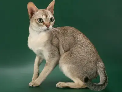 Tại sao mèo Singapura là một trong những giống mèo yêu thích nhất?