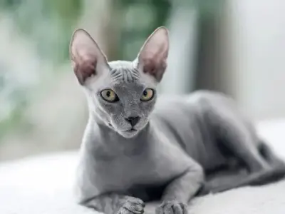 Mèo Sphynx (mèo không lông) có dễ nuôi không? Giải đáp thắc mắc