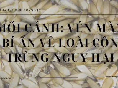 Khám phá mối cánh: Vén màn bí ẩn về loài côn trùng nguy hại