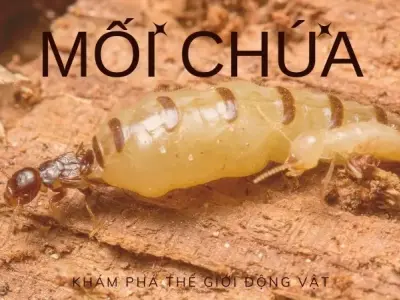 Tìm hiểu về mối chúa - Loài côn trung mang nhiều bí ẩn