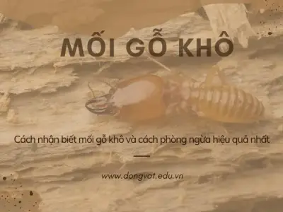 Khám phá mối gỗ khô: Loài côn trùng xung quanh ngôi nhà bạn