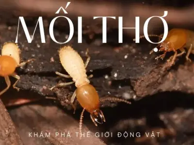 Khám phá mối thợ - Liệu chúng có phải là kẻ thù của con người?