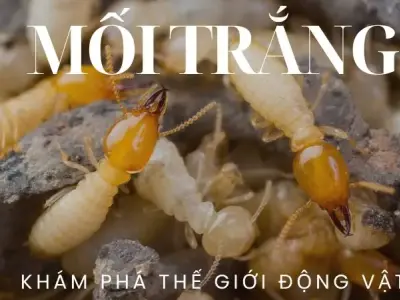 Vén màn bí mật về lối sống kỳ diệu của loài mối trắng