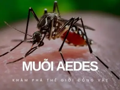 Khám phá thế giới bí ẩn vô cùng kỳ thú của loài muỗi Aedes