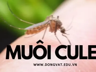 Muỗi Culex: Đặc điểm, tập tính và cách phòng ngừa hiệu quả