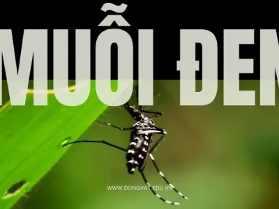 Khám phá muỗi đen: Loài côn trùng nhỏ bé nhưng đầy nguy hiểm