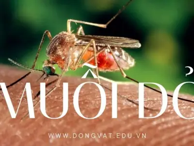  Vén màn bí ẩn về muỗi đỏ: Loài côn trùng xung quanh ngôi nhà bạn