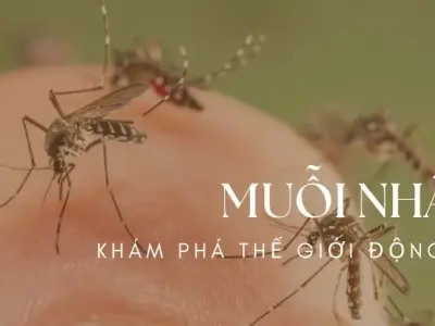Hé lộ bí quyết phòng ngừa và tiêu diệt muỗi nhà hiệu quả