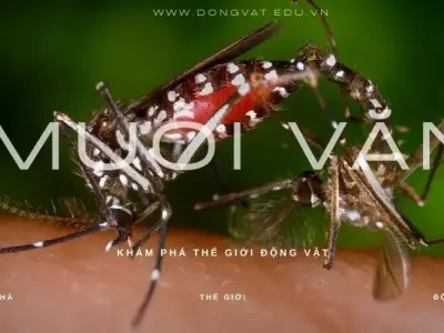 Khám phá thế giới bí ẩn vô cùng kỳ thú của loài muỗi vằn