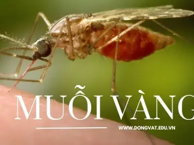 Vén màn bí mật về lối sống kỳ diệu của loài côn trùng muỗi vàng