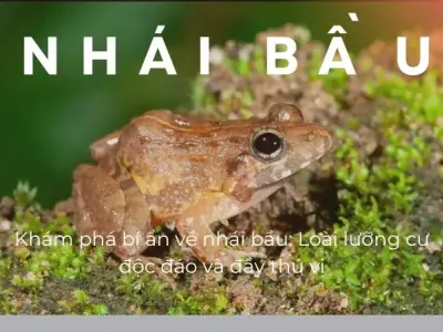 Khám phá bí ẩn về nhái bầu: Loài lưỡng cư độc đáo và đầy thú vị