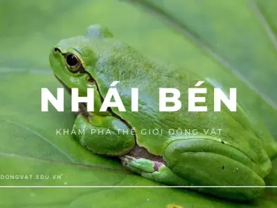 Khám phá nhái ben: Tập tính, vai trò và môi trường sinh sống