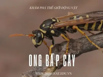 Ong bắp cày: Đặc điểm, phòng ngừa và cách xử lý khi bị đốt