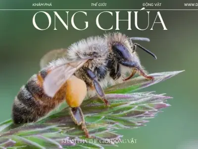 Ong chúa: Hé lộ bí ẩn về vòng đời, nhiệm vụ và vai trò quan trọng