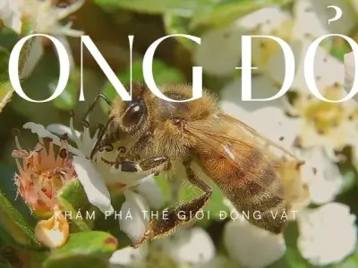 Khám phá vai trò quan trọng của ong đỏ trong hệ sinh thái