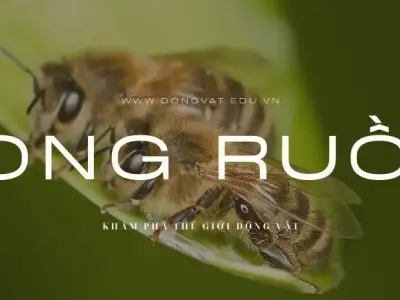 Khám phá thế giới bí ẩn vô cùng kỳ thú của loài ong ruồi