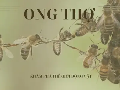 Ong thợ - Liệu chúng có phải là kẻ thù của con người?