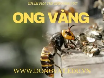 Khám phá ong: Loài động vật nhỏ bé nhưng mang đầy uy lực