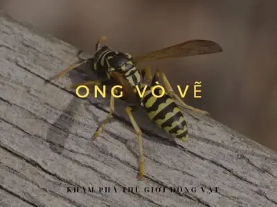 Khám phá ong vò vẽ: Đặc điểm, tập tính và cách phòng ngừa hiệu quả