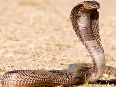 Đặc điểm ngoại hình và sinh học độc đáo của rắn hổ mang Ai Cập