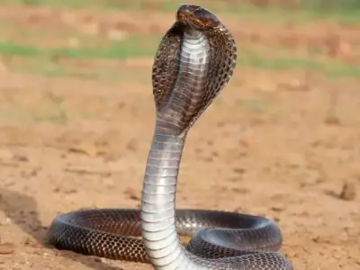 Rắn hổ mang Ấn Độ - Nỗi ám ảnh chết người trong truyền thuyết và thực tế