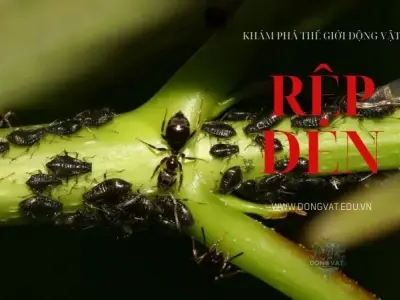 Khám phá thế giới bí ẩn vô cùng kỳ thú của loài rệp đen