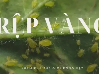 Rệp vàng - Liệu chúng có phải là kẻ thù của con người?