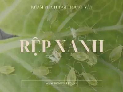 Rệp xanh: Đặc điểm, vòng đời và cách phòng ngừa hiệu quả