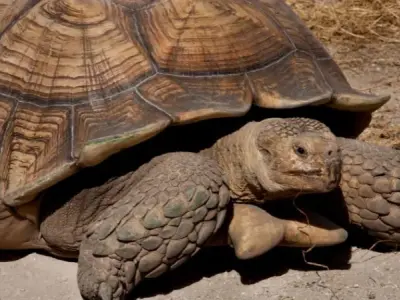 Khám phá bí ẩn của rùa Aldabra - Loài rùa lớn nhất Thế giới