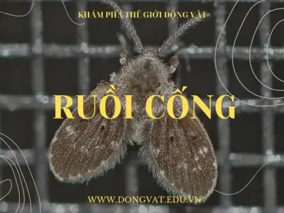 Khám phá thế giới bí ẩn vô cùng kỳ thú của loài ruồi cống