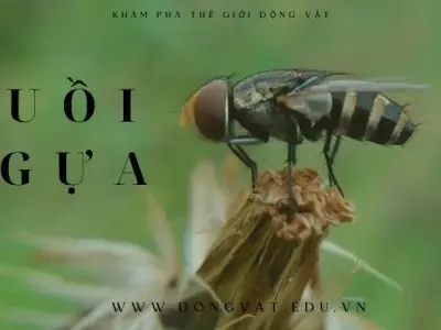 Khám phá thế giới bí ẩn của loài ruồi ngựa đầy khó chịu