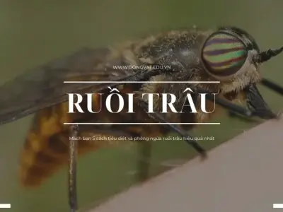 Mách bạn 5 điều thú vị về ruồi trâu có thể bạn chưa hề biết