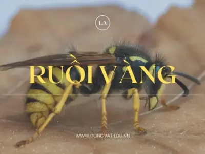 Giới thiệu ruồi vàng: Đặc điểm, tác hại &amp; cách tiêu diệt hiệu quả