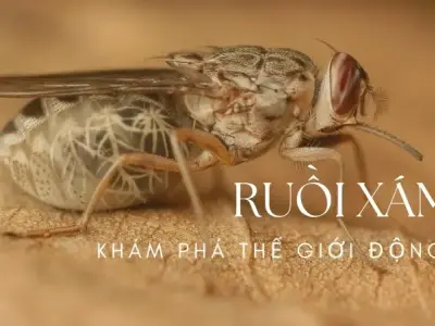 Khám phá thế giới bí ẩn vô cùng kỳ thú của loài ruồi xám