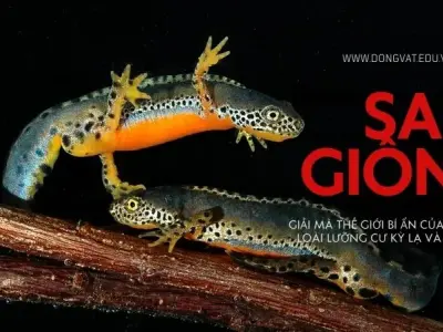 Giải mã thế giới bí ẩn của sa giông: Loài lưỡng cư độc đáo